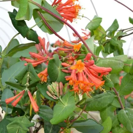 Honeysuckle: varieties, description