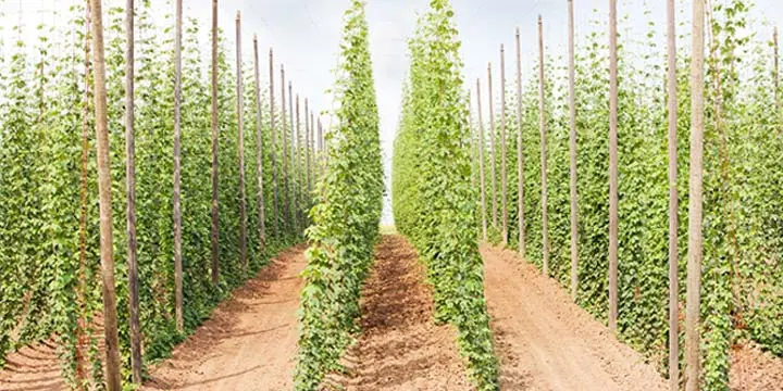 Hop seeds: planting, how to grow