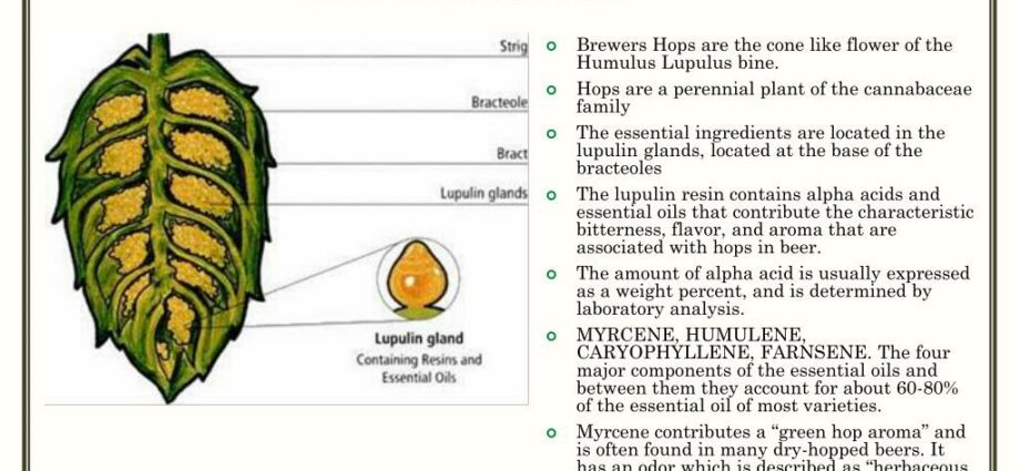 Hops: composition and properties. Video