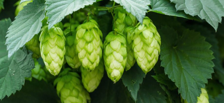 Hops plant: growing and reproduction