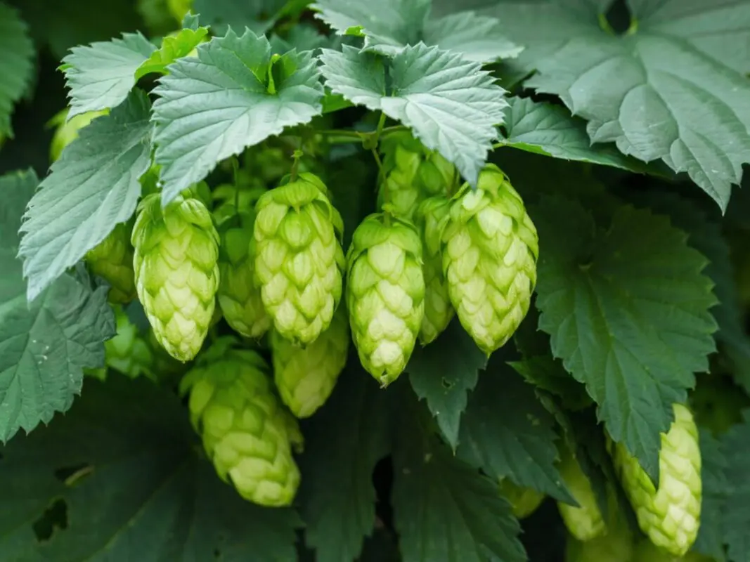 Hops plant: growing and reproduction