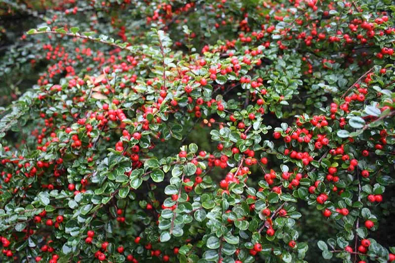 Horizontal cotoneaster: planting, leaving