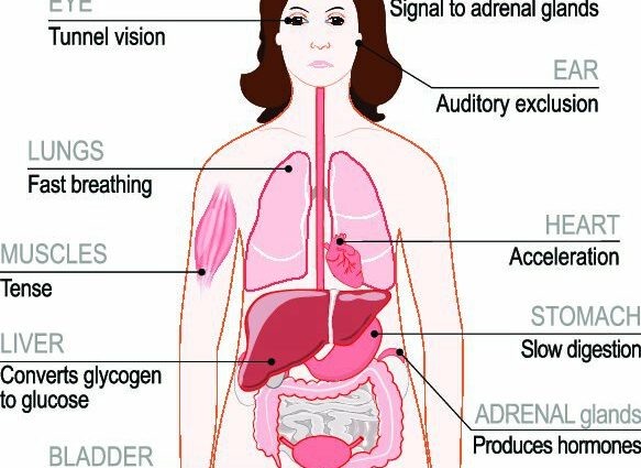 Hormones in the female body