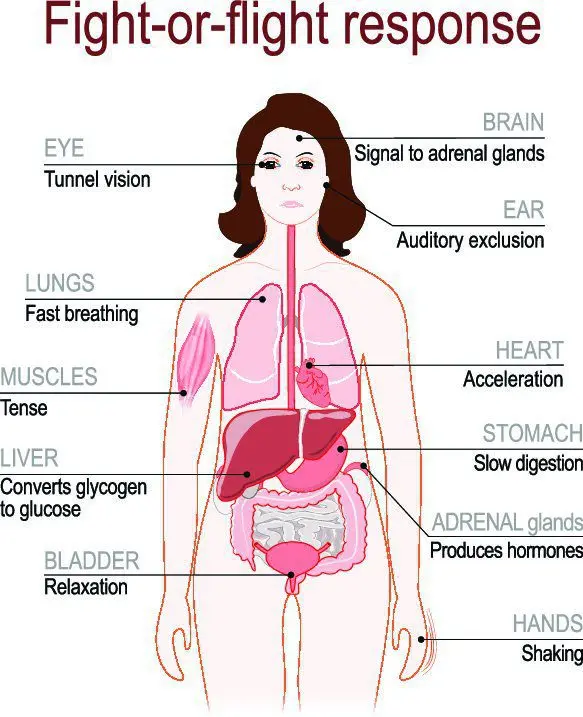 Hormones in the female body