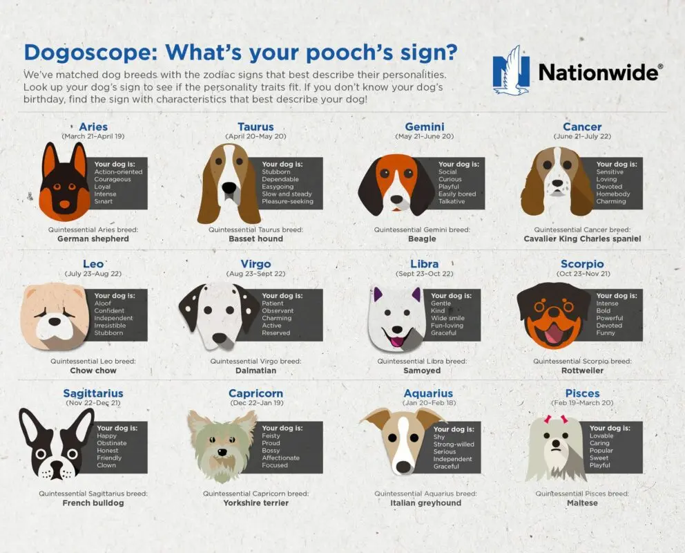 Horoscope for animals: pet character by zodiac sign