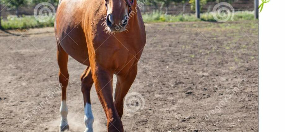 Horse sorrel: when to harvest