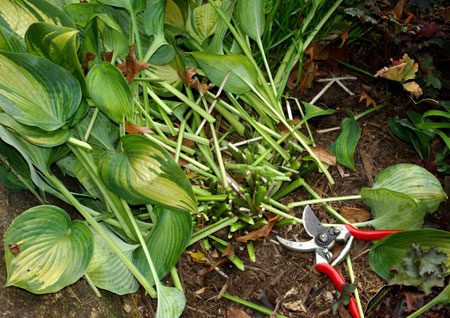 Hosta: care in the fall