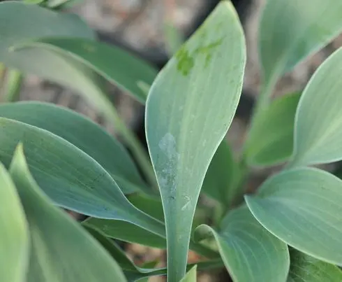 Hosta or lanceolate function