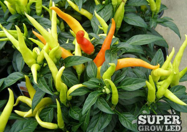 Hot pepper light: cultivation