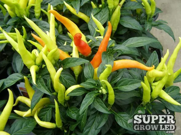 Hot pepper light: cultivation