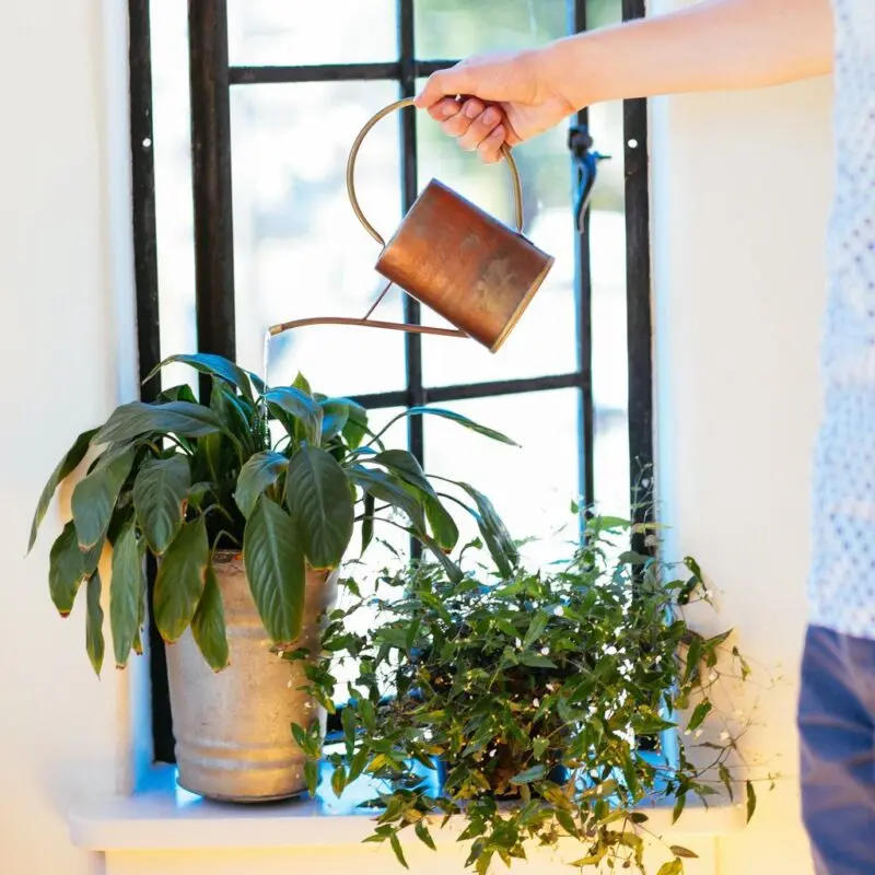 Houseplant care: summer on the nose