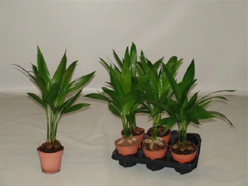 Houseplant palm catechu