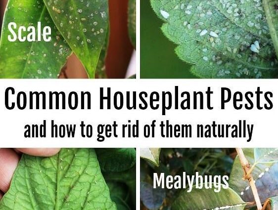 Houseplant pests