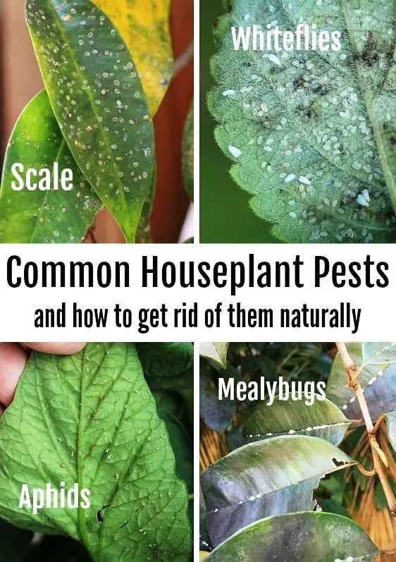 Houseplant pests