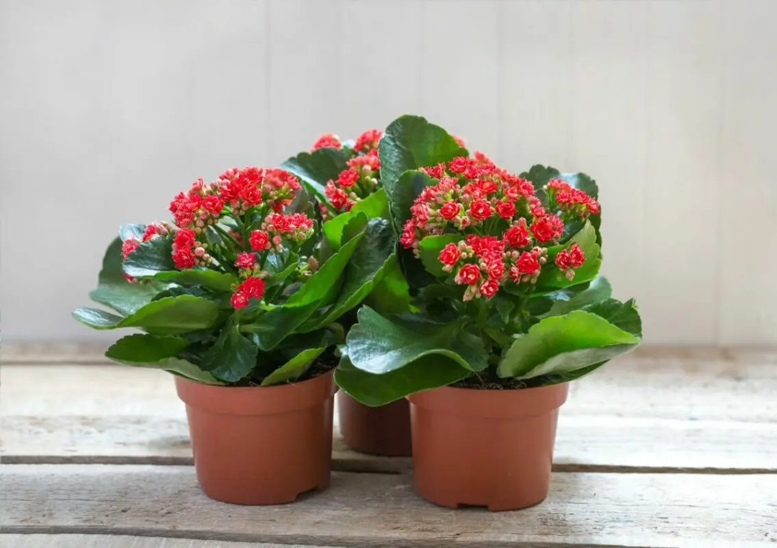 Houseplants and indoor flowers that bloom all year round