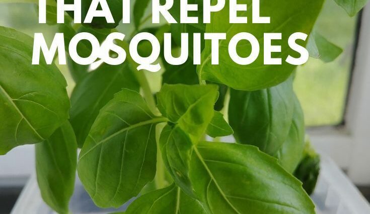 Houseplants that repel insects