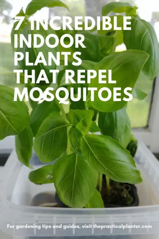 Houseplants that repel insects