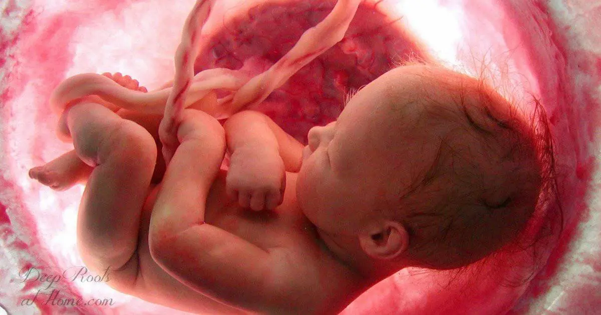 How a child behaves before birth in the womb: 13 facts