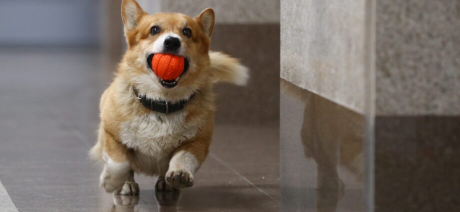 How a retired corgi cop lives: cute photos