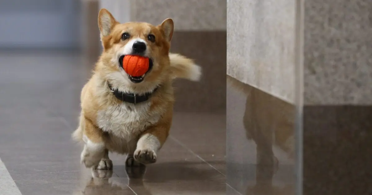 How a retired corgi cop lives: cute photos