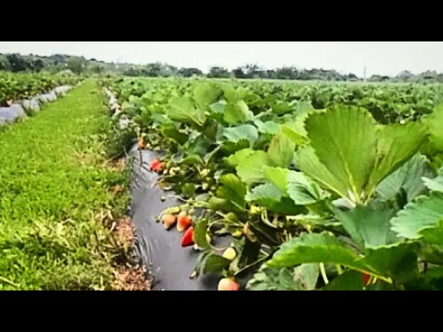 How and how to fertilize strawberries when planting for the winter