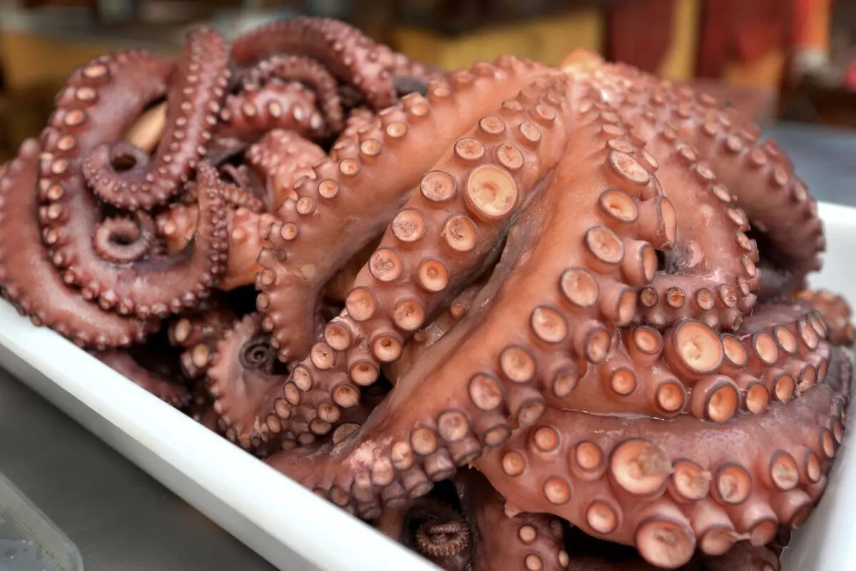 How and where to store an octopus correctly?