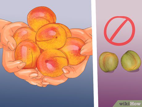 How and where to store apricots correctly?