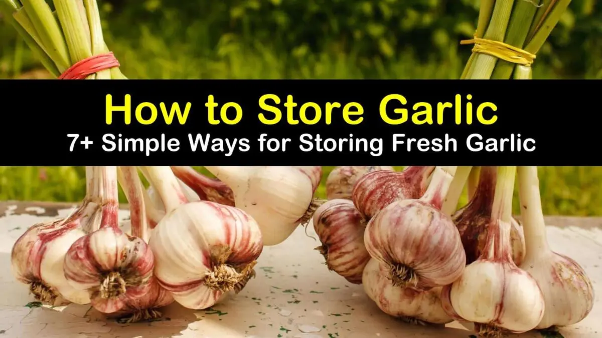 How and where to store garlic correctly?