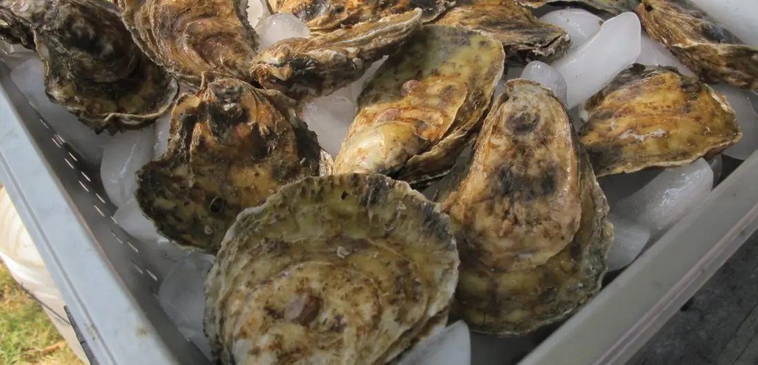 How and where to store oysters correctly?