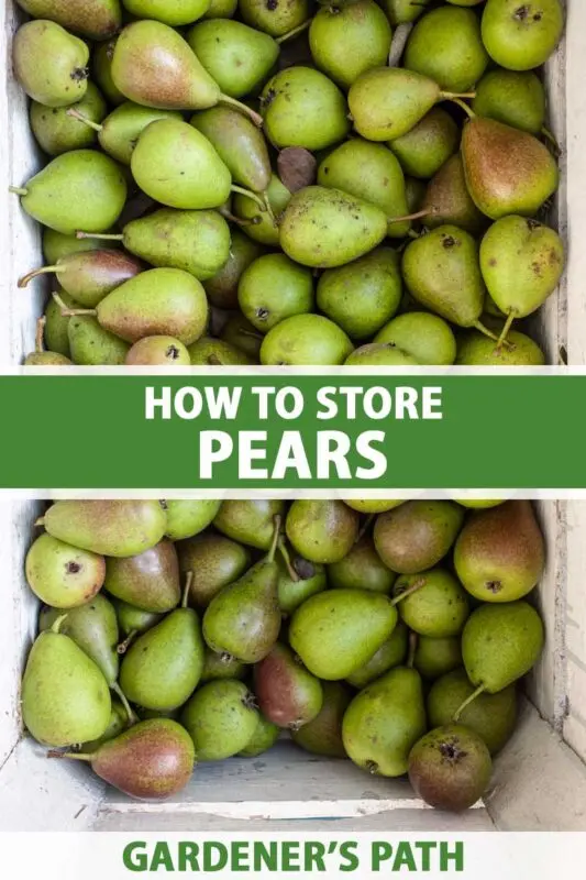 How and where to store pears correctly? How and where to store pears