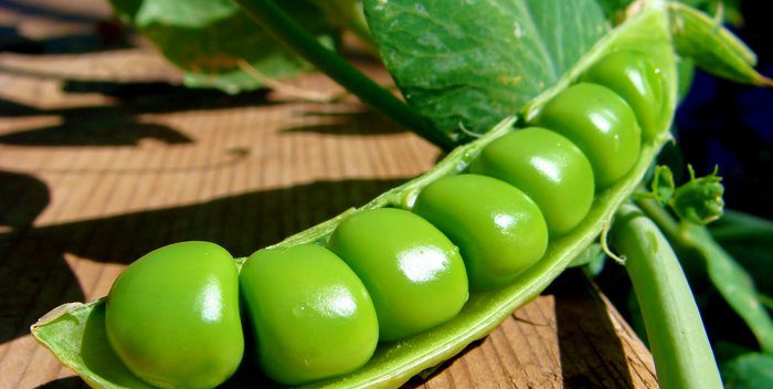 How and where to store peas correctly?