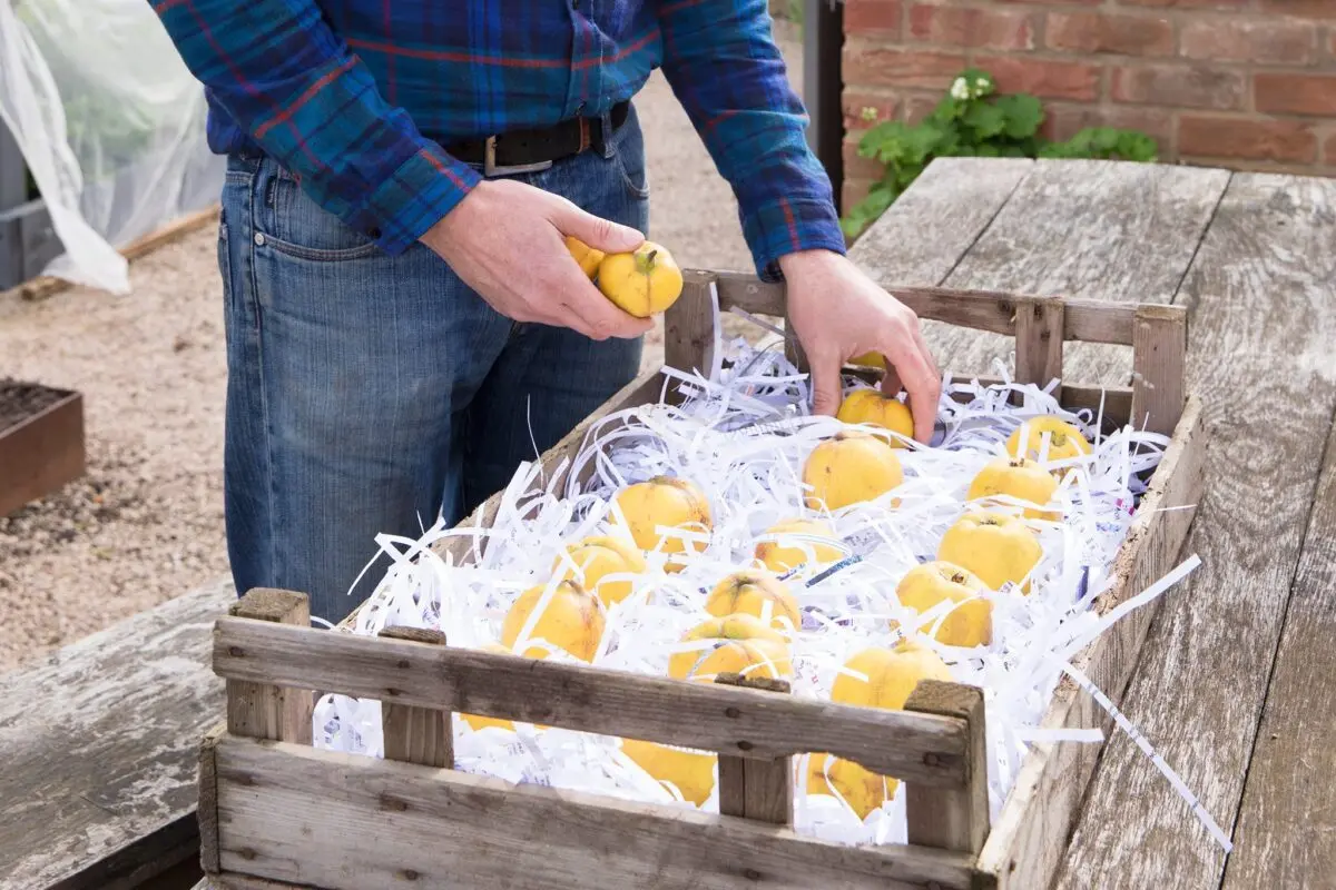 How and where to store quince correctly?