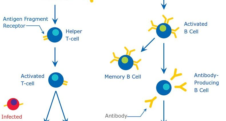 How antibodies differ and 4 more popular questions about COVID-19