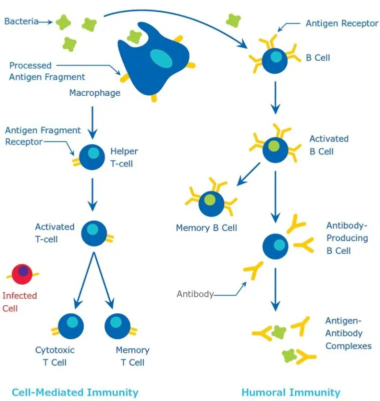 How antibodies differ and 4 more popular questions about COVID-19