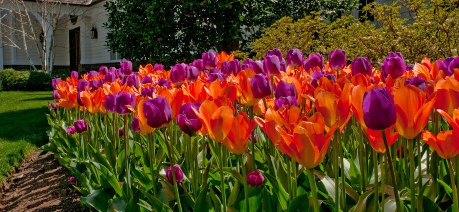 How beautiful to plant tulips on your site