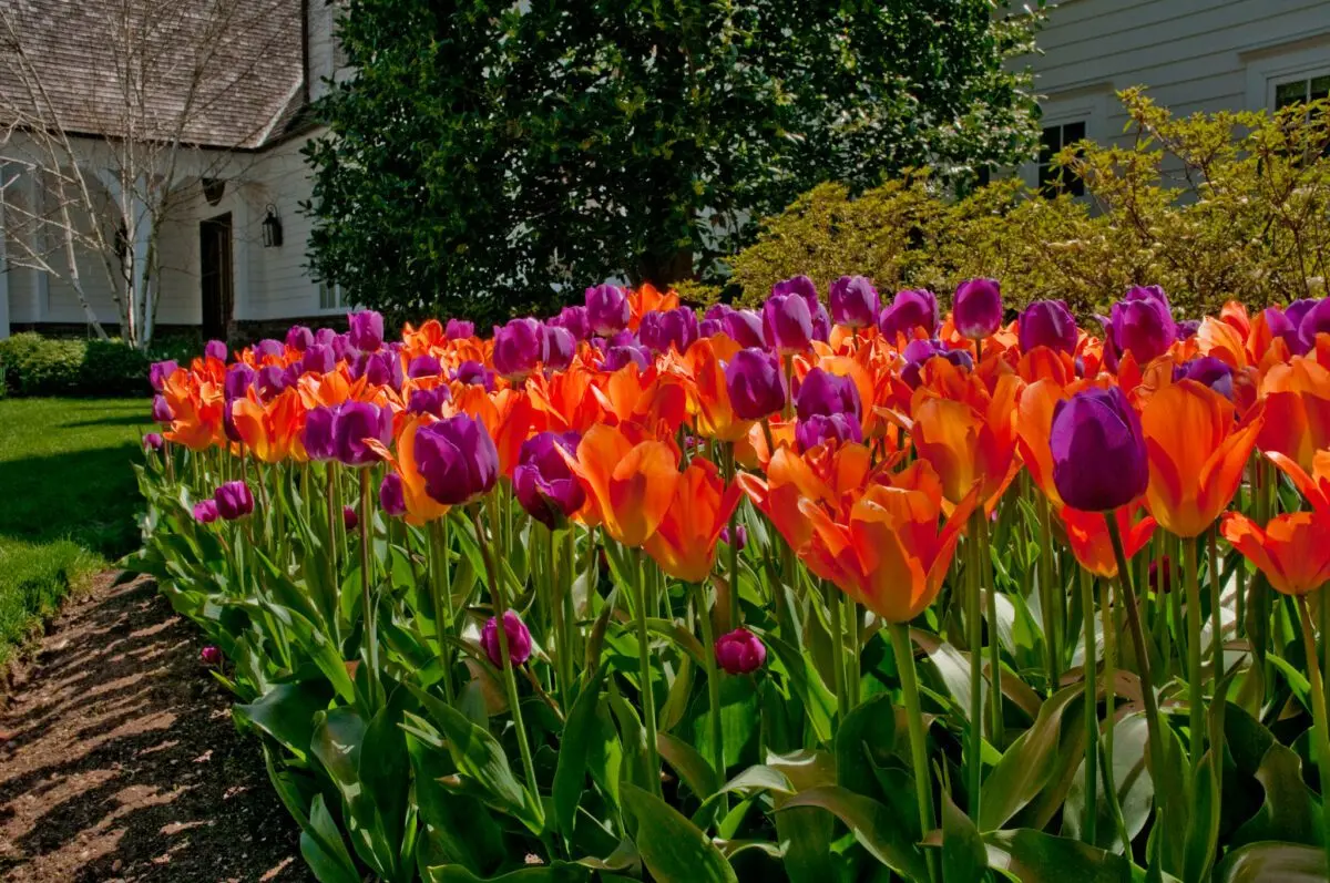 How beautiful to plant tulips on your site