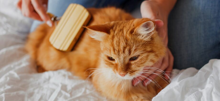 میں اپنی بلی کے کان کی خارش کا علاج کیسے کروں؟