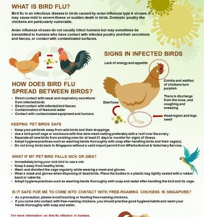 Como você pega a gripe aviária?
