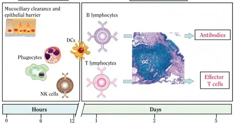 How does aromatherapy affect immunity? Video