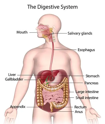 How does the digestive system work?