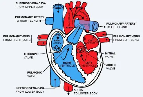 How does the heart work?