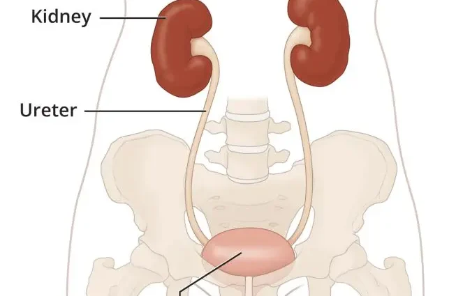 How does the urinary tract work?