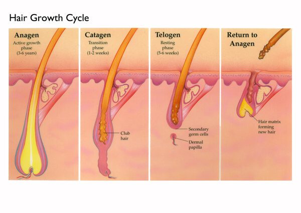 How hair grows on the head can be found at the exhibition