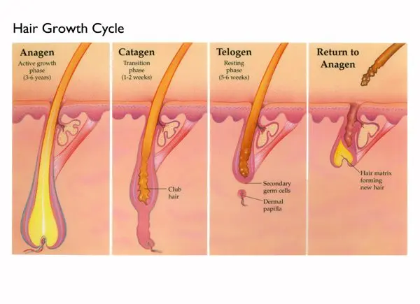 How hair grows on the head can be found at the exhibition