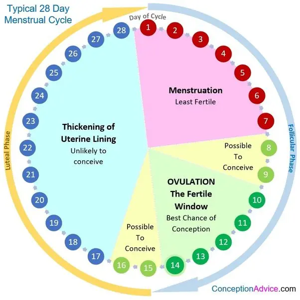 How many days after menstruation can you get pregnant, ovulation on what day