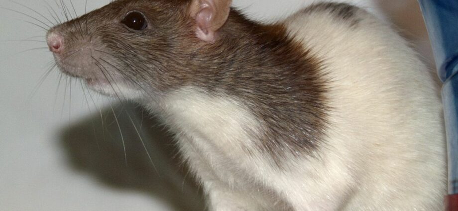 How many decorative rats live at home