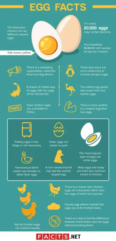 How many eggs to cook, 20 facts about chicken eggs that all good housewives should know