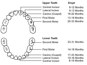 How many teeth a child should have at 3 years old: number