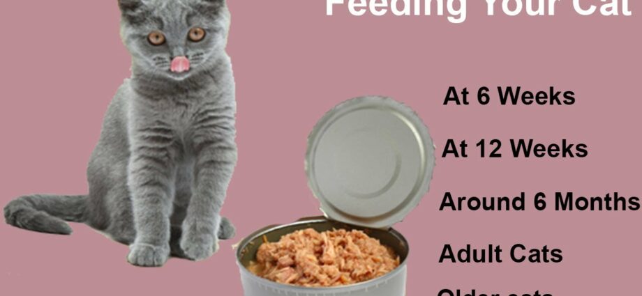 How many times a day should a cat be fed