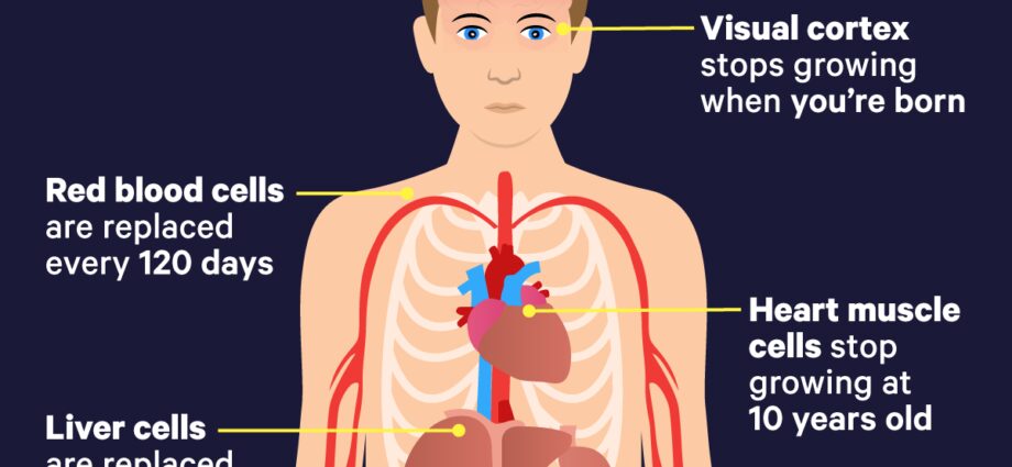 How much and how blood is renewed in men